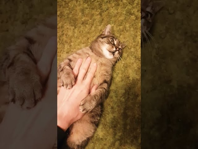 Fat Cat Bites Hand