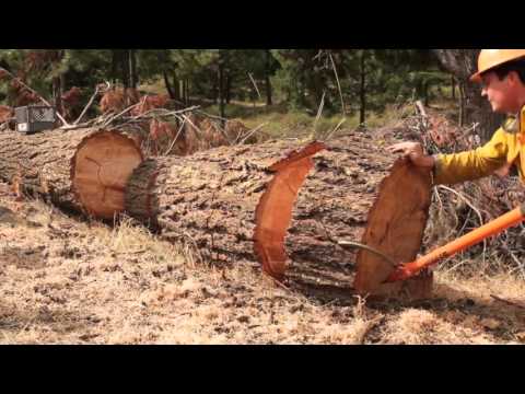 Bucking & Splitting The Big Wood
