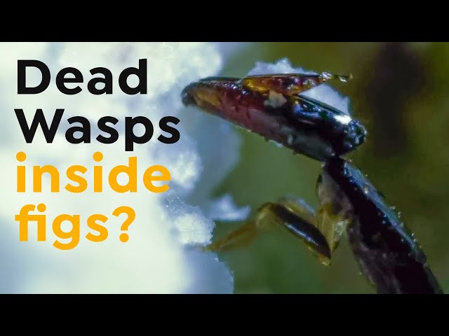 Wasps Inside Figs | Incredible Creatures