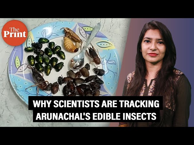 Bugs on the plate — why scientists are tracking Arunachal's edible insects