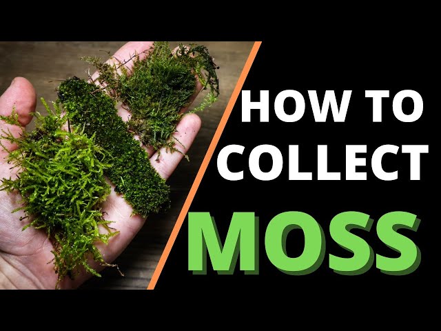 How To Collect & Prepare Moss For Terrariums