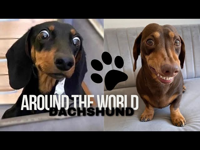 Dachshund Around The World The Best Worldwide Video Compilation mini weiner puppies sausagedog video