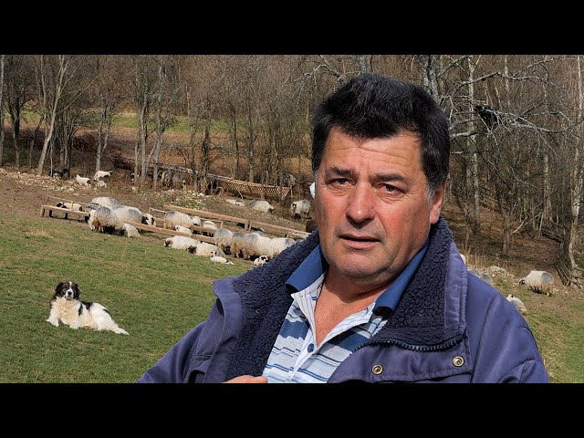 Ovčari prodaju ovce i odlaze raditi u Njemačku
