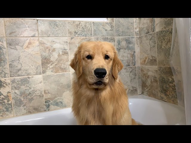 LIVE Tucker Takes a Bath