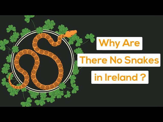 Why Are There No Snakes in Ireland?