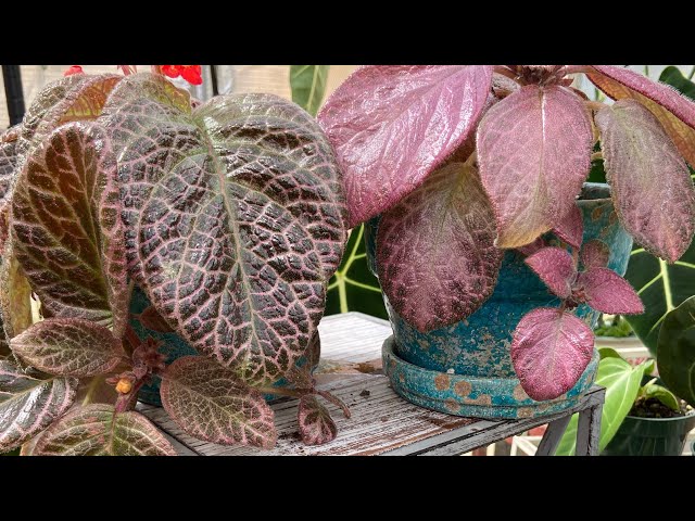 How To_Episcia Care And Propagation.