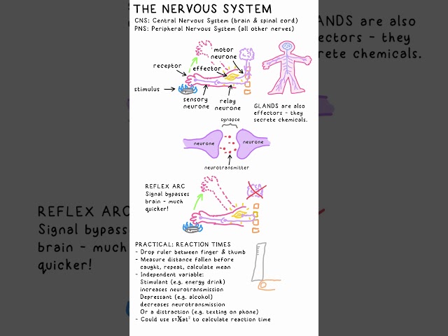 NERVOUS SYSTEM - Biology GCSE Revision
