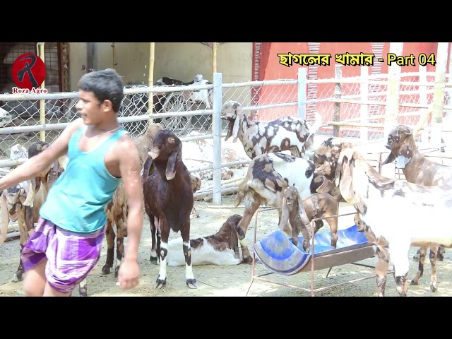 Goat Farming By Shamim Mahmud - Part 04 | Goat Farming | Roza Agro Farm