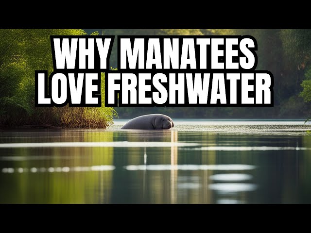 Mystery Unveiled: Why Manatees Love Freshwater! | Exploring Creation Vids