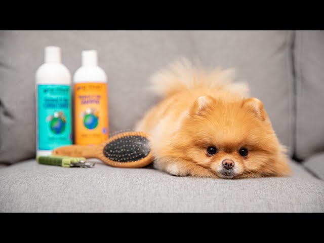 How To Groom Your Pomeranian At Home