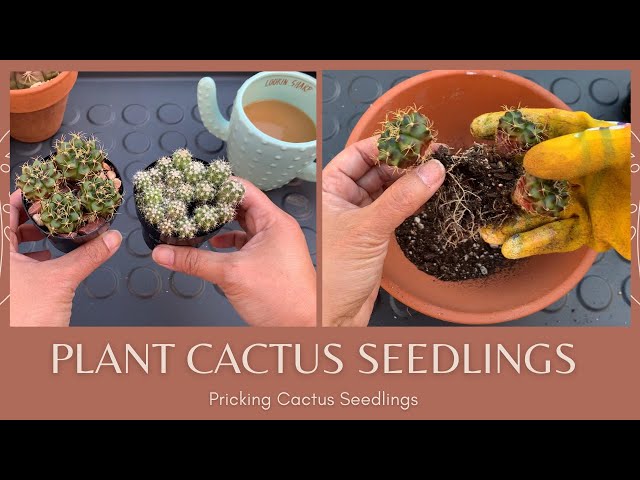 Let's Repot Cactus Seedlings | How to Repot a Cactus Seedling | Pricking Cactus Seedlings