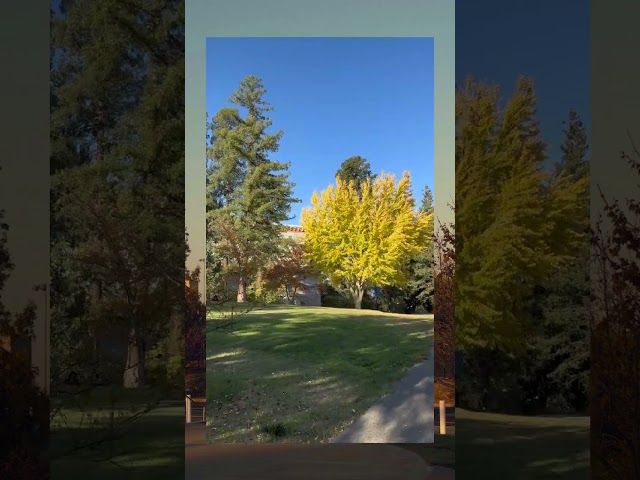 Fall at UC Davis