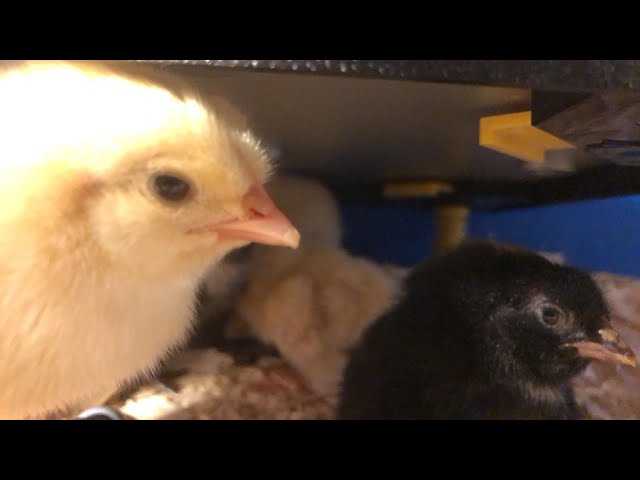 Baby Chick Live Stream
