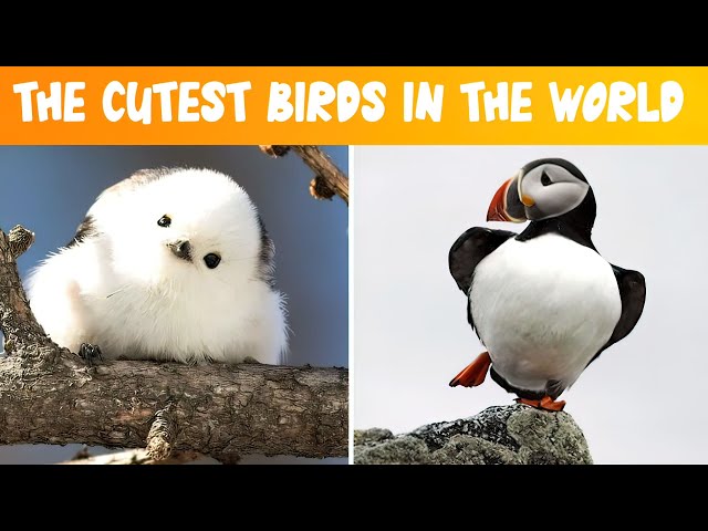 THE CUTEST BIRDS IN THE WORLD