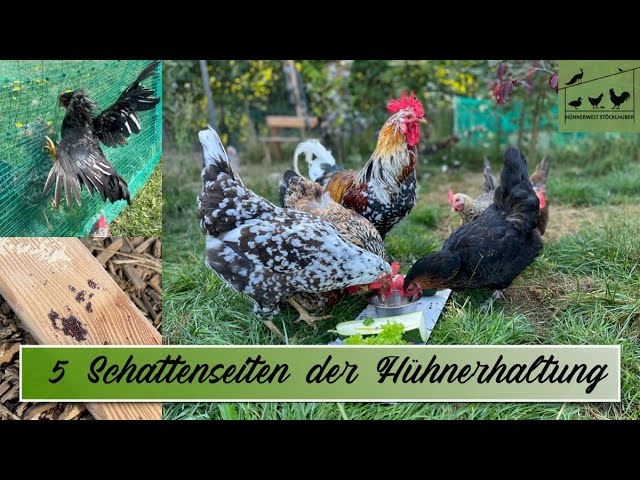 Hühnerwelt 68 - 5 Schattenseiten der Hühnerhaltung