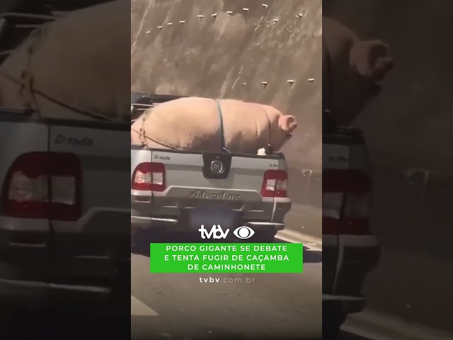 Porco gigante se debate e tenta fugir de caçamba de caminhonete
