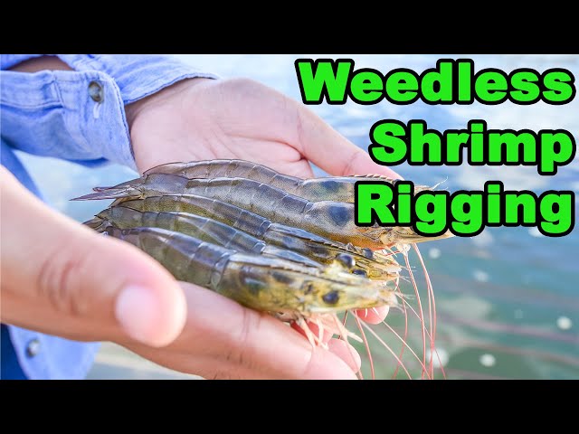 Shrimp Rigging: How To Rig Weedless Shrimp