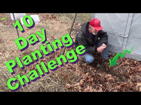 December planting challenge