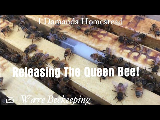 Has your Queen been Released into the Beehive? Better Check!