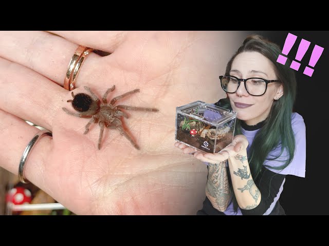I'm BACK with EVEN SMALLER ENCLOSURES for my Tarantulas! rehousing slings in mini bioactive sliders