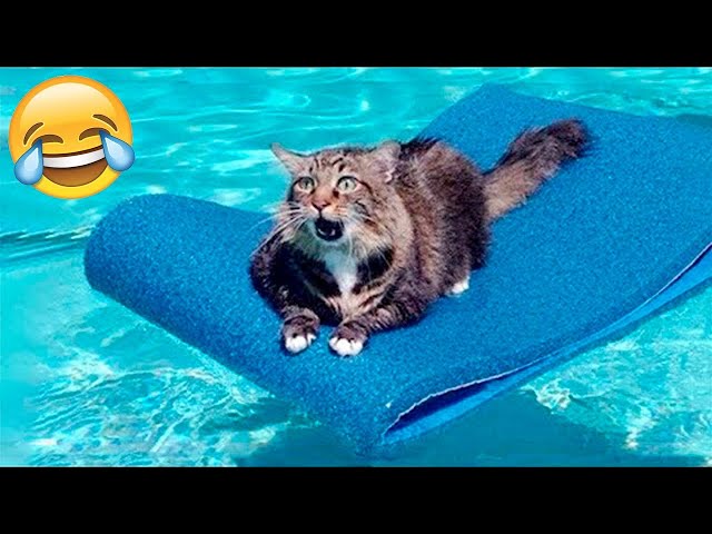 Cute baby animals Videos Compilation cute moment of the animals - Cutest Animals #40