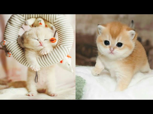 Baby Cats - Funny and Cute Baby Cat Videos Compilation | Aww Animals