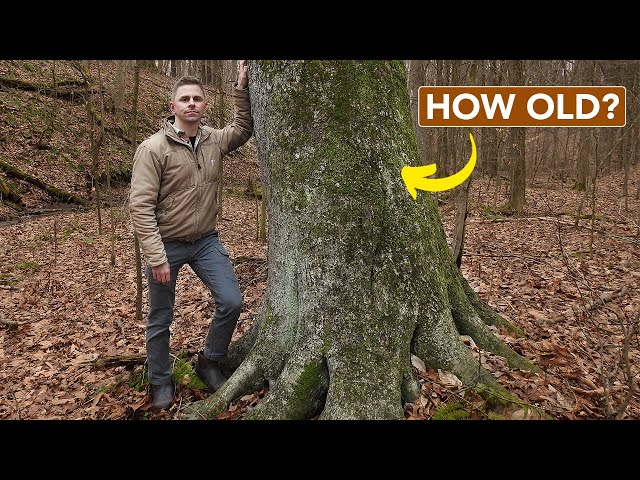 What Does A Mature Forest Look Like?