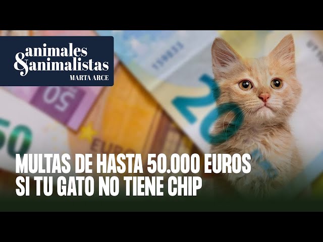 Multas de hasta 50.000 euros si tu gato no tiene chip antes de fin de mes