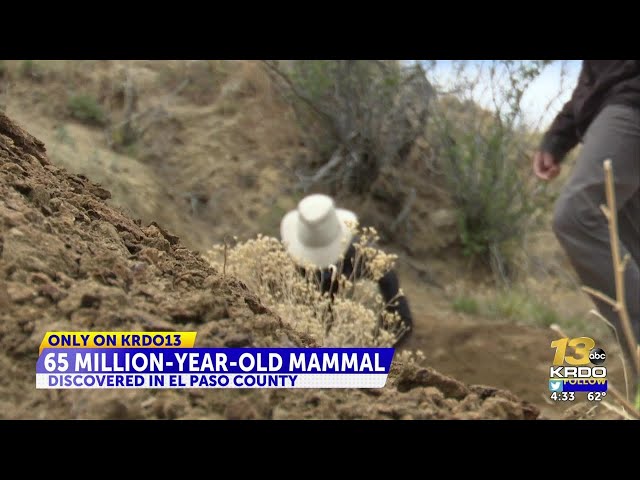 65 million-year-old new species of mammal discovered in El Paso County