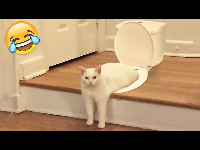 Funny Cats and Dogs | Best Funny Animal Videos 2022 #25
