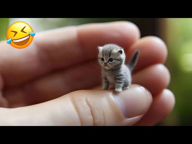 New Funny Animals 😍 Funniest Cats and Dogs Videos 😹🐶 Part 10