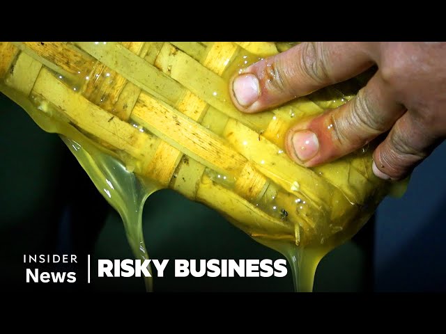 How People In Nepal Risk Their Lives To Find 'Mad Honey' | Risky Business | Insider News