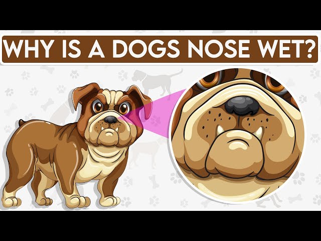 Why is a Dogs Nose Wet