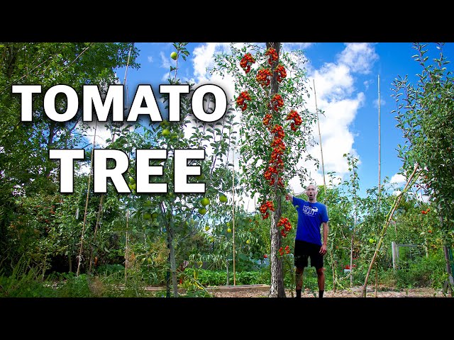 And They Said I was CRAZY for Growing a Tomato Tree...
