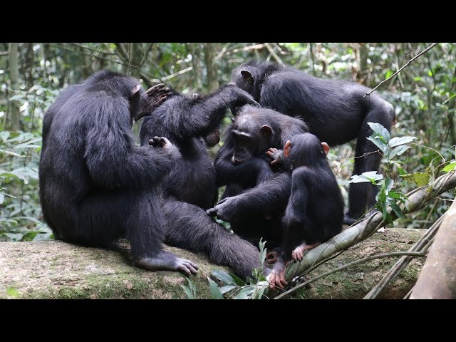 The Secrets of Chimpanzee and Bonobo Societies