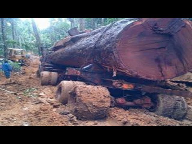 Big truck driving skills carrying Wood Logging in the forest, Biggest Operator Fast Logging Truck