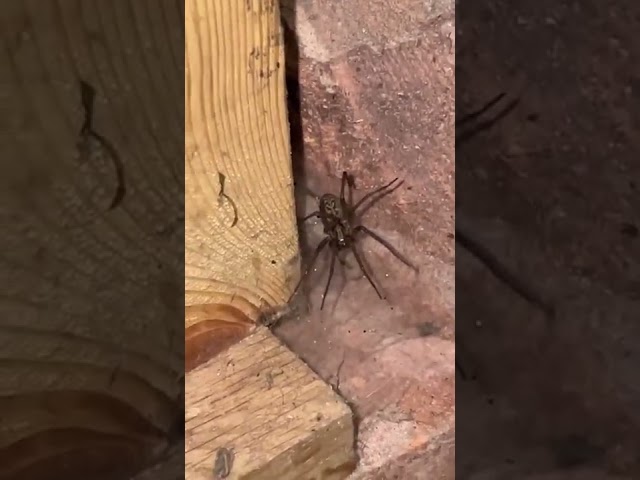 Cute spider runs away