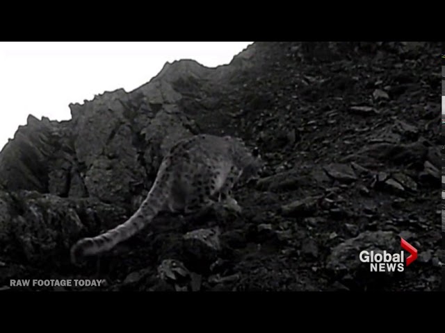 Rare glimpse of snow leopard with 5 cubs captured on camera in China