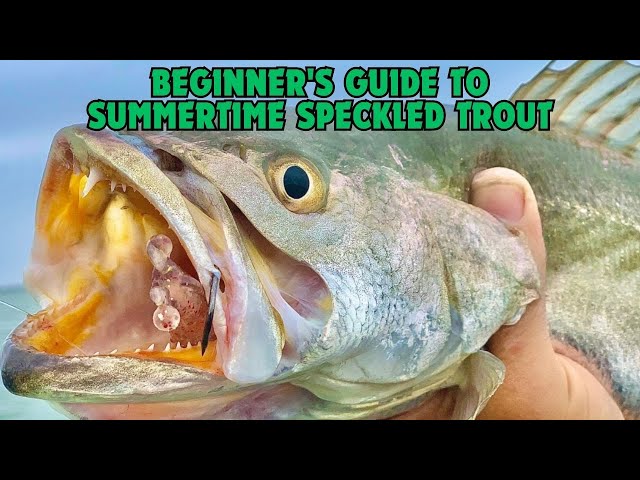 Beginner's Guide To Catching Endless Speckled Trout In Summer