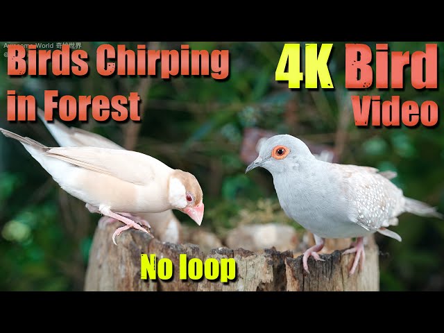Watch with your pet! 6 HRS of Magnificent Birds for Separation Anxiety with Birds Chirping. No Loop!