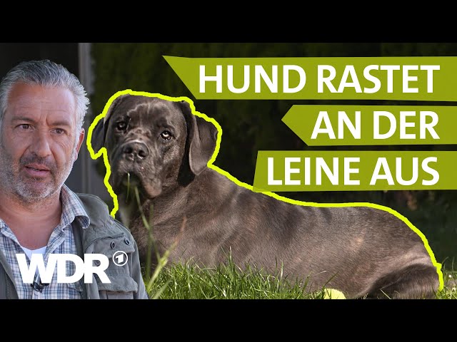 Hundebegegnungen ohne Bellen und Zerren | Hunde verstehen | S02/E02 | WDR