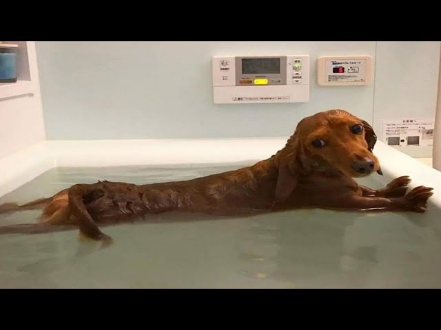 Funny Dogs Who Don't Want To Bath
