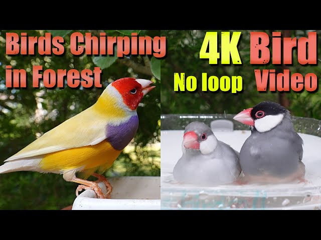 Breathtaking Beautiful Birds for Nature Lover, Ambience Bird Chirping, No loop, bird bath, AW 060