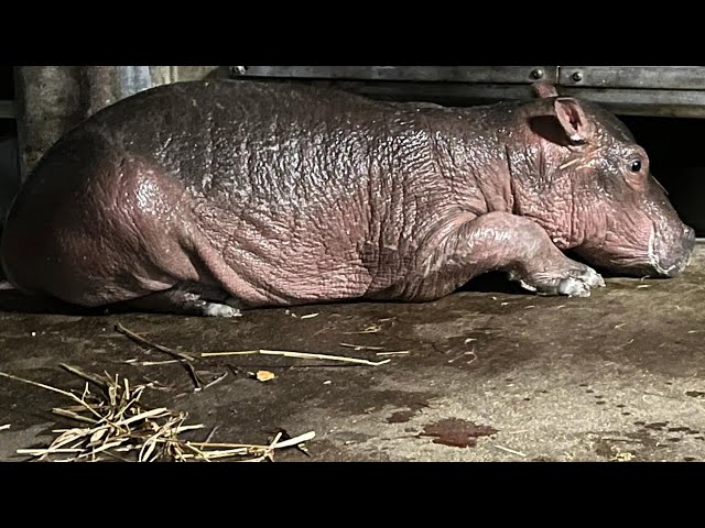 Fiona the hippo has a sibling! Get a first look at Bibi's baby swimming at the Cincinnati Zoo
