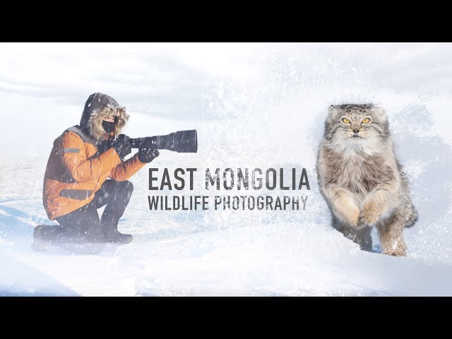 Photographing Pallas Cats in Mongolia | -30ºc w/ Nikon Z8