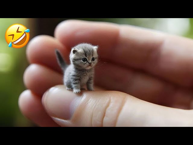 Adorable Cats and Dogs 😻🐶 New Funny Animals 😂 Part 2