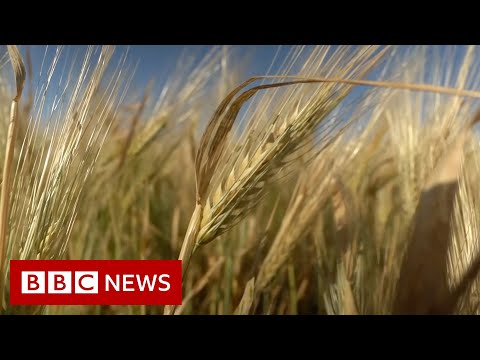 Where is Russia taking Ukraine's stolen grain? – BBC News