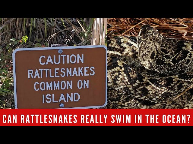 On Florida's Maritime Islands: Diamond Back Rattlesnake fascinating facts!