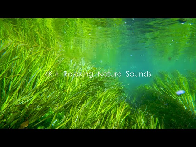 Underwater view of Azumino's Tade River, swaying aquatic plants, soothing sounds of water