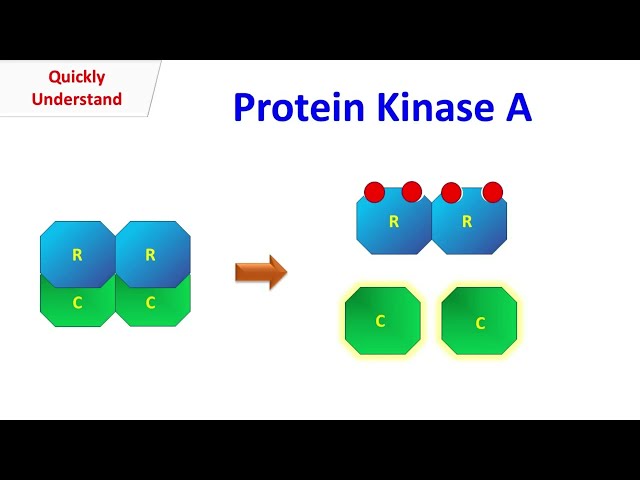 Protein Kinase A